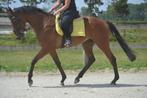 Fijn en makkelijk te rijden ruin, B, Ruin, 3 tot 6 jaar, 160 tot 165 cm