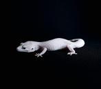 Diablo blanco met of zonder terrarium, Animaux & Accessoires, Reptiles & Amphibiens, Domestique, Lézard, 0 à 2 ans