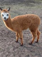 Alpaca merrie te koop, Dieren en Toebehoren, Overige Dieren