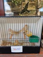 Groenlingen( Gereserveerd tot en met 6 november voor Danny ), Dieren en Toebehoren, Geringd