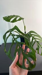 Monstera esqueleto (1), Huis en Inrichting, Kamerplanten, Overige soorten, In pot, Minder dan 100 cm, Groene kamerplant