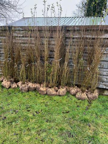 Liguster haagplanten beschikbaar voor biedingen