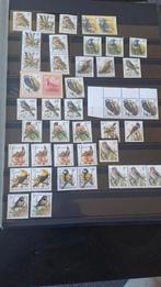 Buzin, groot studiepakket, kwaliteit: Mnh, Obl, Preo, Ophalen