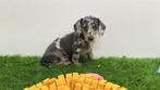 Nestje Standaard Teckel pups, Dieren en Toebehoren, België, Standaard, 8 tot 15 weken, Korthaar