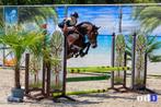 Talentvolle Springpony en GGK Dekhengst!, Dieren en Toebehoren, Pony's, Gechipt, Springpony, Hengst, 3 tot 6 jaar