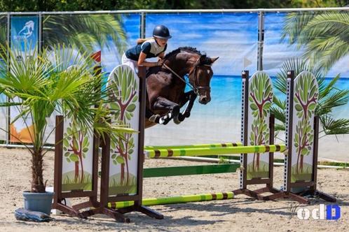 Talentvolle Springpony en GGK Dekhengst!, Dieren en Toebehoren, Pony's, Hengst, L, D pony (1.37m tot 1.48m), Springpony, 3 tot 6 jaar
