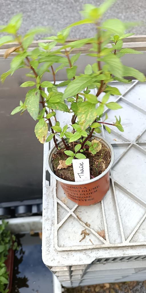 Thaise munt, Tuin en Terras, Planten | Tuinplanten, Vaste plant, Kruiden, Halfschaduw, Zomer, Ophalen of Verzenden