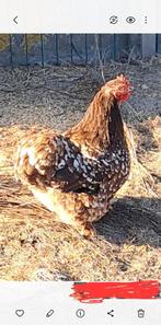 Cochin kip, Dieren en Toebehoren, Pluimvee, Kip