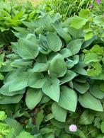 2 soorten hosta planten, Tuin en Terras, Planten | Tuinplanten, Halfschaduw, Vaste plant, Bodembedekkers, Lente