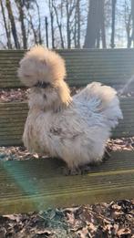 Hennen usa zijdehoen kippen, Femelle, Poule ou poulet