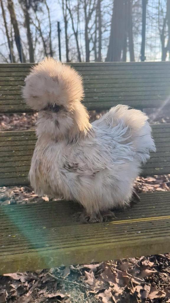 Hennen usa zijdehoen kippen, Dieren en Toebehoren, Pluimvee, Kip, Vrouwelijk