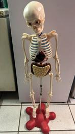 Squelette d'Altaya, Divers, Enlèvement ou Envoi, Comme neuf