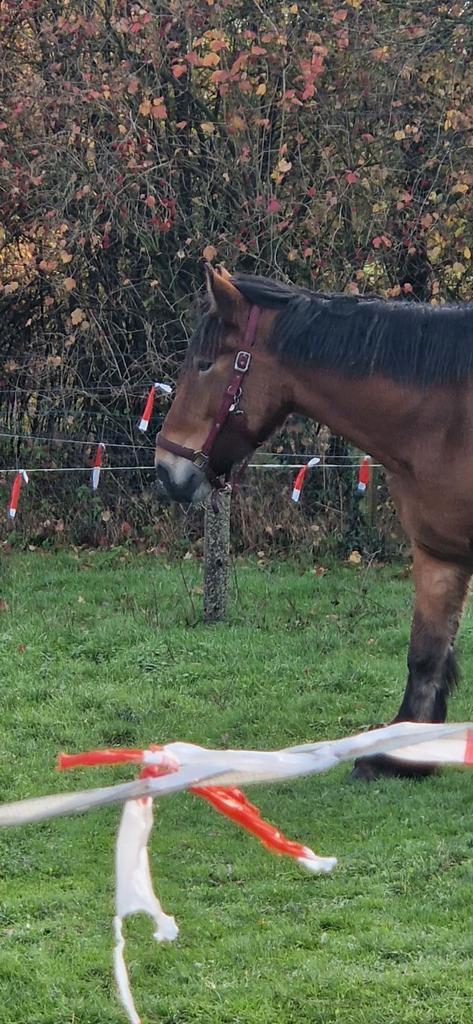 Cheval de trait et trotteur, Animaux & Accessoires, Chevaux, Plusieurs animaux, Débourré, Moins de 160 cm, 3 à 6 ans, Cheval de récréation