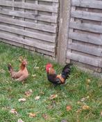 Kippen koppel 15€, Dieren en Toebehoren, Pluimvee