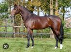 ‼️SPRINGPAARD GEZOCHT‼️, Dieren en Toebehoren, Paarden, Springpaard, Ruin, Zadelmak, 7 tot 10 jaar