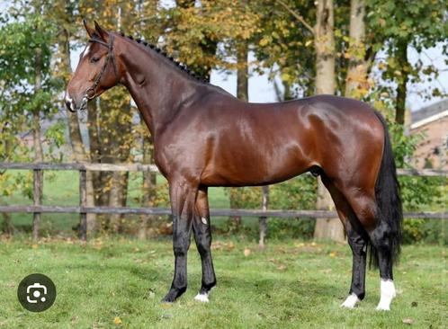 ‼️SPRINGPAARD GEZOCHT‼️, Dieren en Toebehoren, Paarden, Ruin, Zadelmak, 165 tot 170 cm, 7 tot 10 jaar, Springpaard