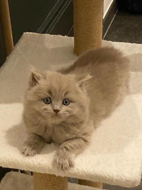 Mooi nestje Britse korthaar, Dieren en Toebehoren, Katten en Kittens | Raskatten | Korthaar, Kater, 0 tot 2 jaar, Gechipt, Ontwormd