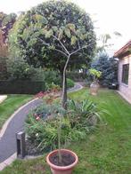 albizia julibrissin ombrella, Tuin en Terras, Planten | Bomen, 100 tot 250 cm, Zomer, Ophalen, Volle zon