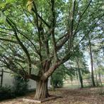 Unieke kastanjeboom gratis, Tuin en Terras, Ophalen, Overige soorten