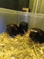 Cavia's zwart/choco, Dieren en Toebehoren, Oktober, Cavia