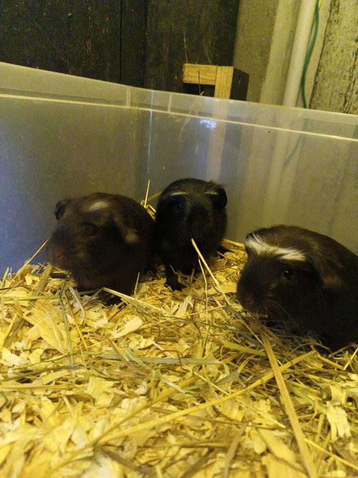 Cavia's zwart/choco, Dieren en Toebehoren, Knaagdieren, Cavia, Oktober