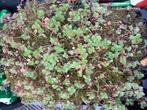 400 Sedum mix plugjes 3 cm, Ophalen, Bodembedekkers, Volle zon, Vaste plant