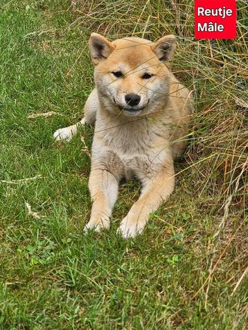 shiba inu pups beschikbaar voor biedingen