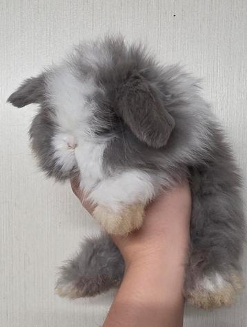 Lapin en peluche, Mâle, Nain, Oreilles tombantes, 0 à 2 ans