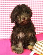 Superleuke Havanezer pups!, Maltezer, 15 weken tot 1 jaar, Buitenland, CDV (hondenziekte)