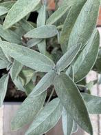Salie - Salvia Officinalis, Ophalen, Overige soorten, Struik, Minder dan 100 cm