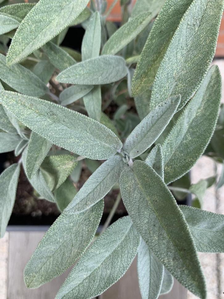 Salie - Salvia Officinalis, Tuin en Terras, Planten | Struiken en Hagen, Struik, Overige soorten, Minder dan 100 cm, Ophalen