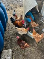 Veel kip, Dieren en Toebehoren, Meerdere dieren, Kip