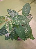 Ficus elastica Snowstorm, Enlèvement, Ficus