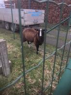 Zwartbles ram, Dieren en Toebehoren, Schapen, Geiten en Varkens, Mannelijk, Schaap, 0 tot 2 jaar