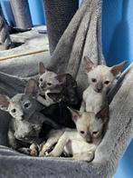 Cornish rex kittens (Blue, Seal Point, Blue Point, Black), Dieren en Toebehoren, Meerdere dieren, Gechipt, 0 tot 2 jaar