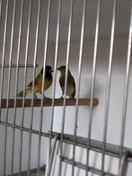 zwartkopsijzen, Dieren en Toebehoren, Vogels | Overige Vogels, Vrouwelijk, Tropenvogel, Geringd
