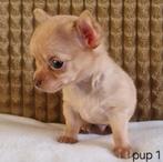 Chihuahua pups (kortharig), België, Particulier, CDV (hondenziekte), 8 tot 15 weken