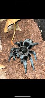 Grammostola pulchra’s, Dieren en Toebehoren