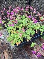 Geranium macrorrhizum., Tuin en Terras, Ophalen