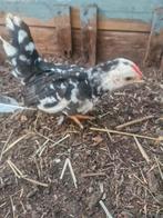 Chabo haantje, Dieren en Toebehoren