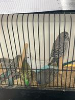 Grasparkieten bf, Dieren en Toebehoren, Vogels | Parkieten en Papegaaien, Mannelijk, Parkiet, Geringd