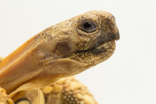 Landschildpad, Dieren en Toebehoren, Reptielen en Amfibieën, Schildpad