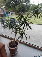 grote kamerplant gratis, Tuin en Terras, Ophalen