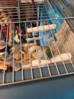 Handtam Pyrrhura Turquoisine, Dieren en Toebehoren, Geringd