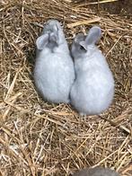 Blauw van Sint-Niklaas’, Dieren en Toebehoren, Konijnen