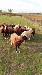 Schapen, Dieren en Toebehoren