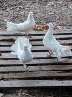 Pauwstaart duiven, Dieren en Toebehoren