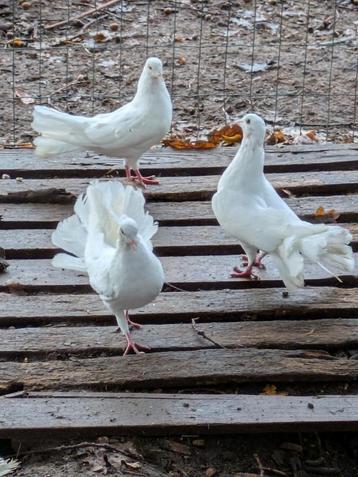 Pauwstaart duiven beschikbaar voor biedingen