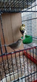 Kanarie koppel van 2025, Dieren en Toebehoren