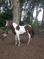 Pinto hengst driekleur prachtig getekend, Dieren en Toebehoren, Pony's, Hengst